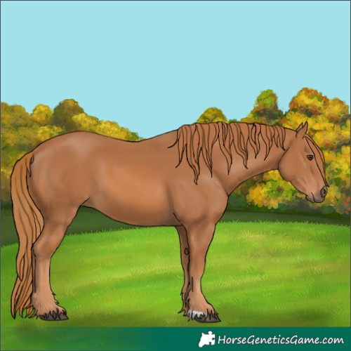 Horse Color:Chestnut 