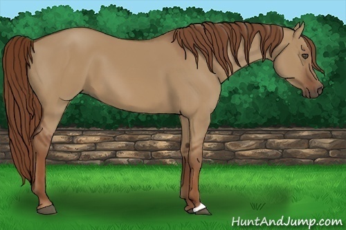 Horse Color:Red Dun 