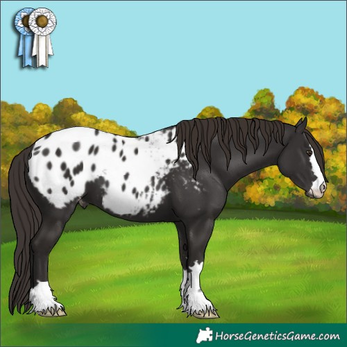Horse Color:Liver Chestnut Appaloosa