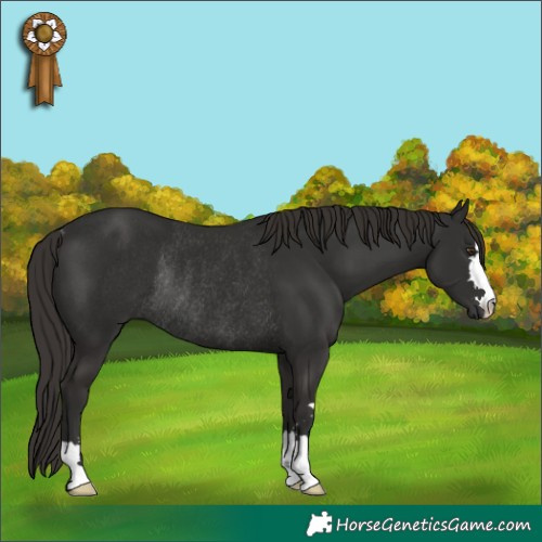 Horse Color:Liver Chestnut Rabicano 