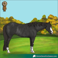 Horse Color:Liver Chestnut Rabicano