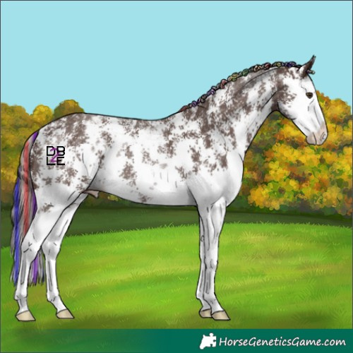Horse Color:Painted Liver Chestnut Sabino Splash Appaloosa 