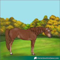 Horse Color:Gray Chestnut