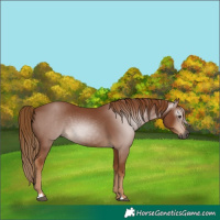 Horse Color:Gray Chestnut 