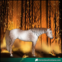 Horse Color:Gray Chestnut 