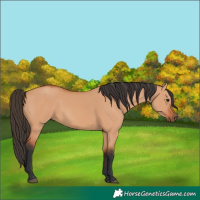 Horse Color:Bay Dun 