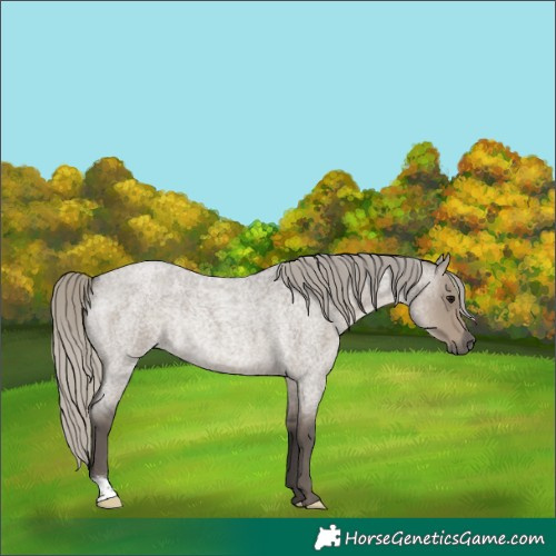 Horse Color:Silver Smoky Grullo Roan Rabicano 