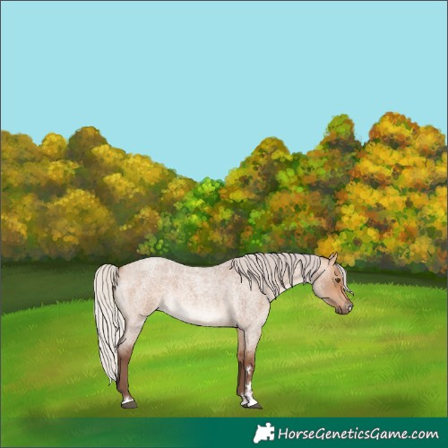 Horse Color:Silver Bay Roan Dun