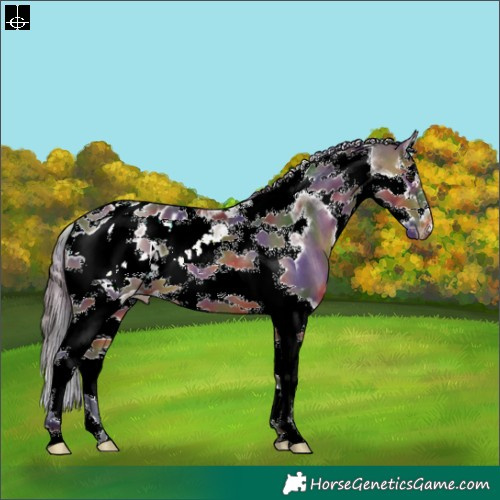 Horse Color:Nacre Brown Splash Tobiano Frame Appaloosa 