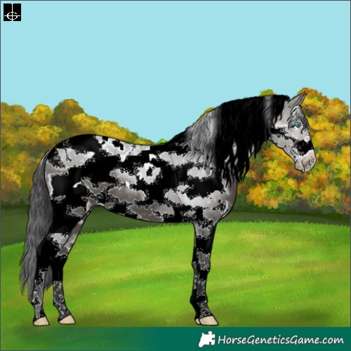 Horse Color:Black Tobiano Frame Snowflake Varnish 