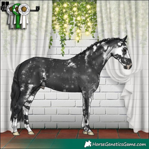 Horse Color:Black Sabino