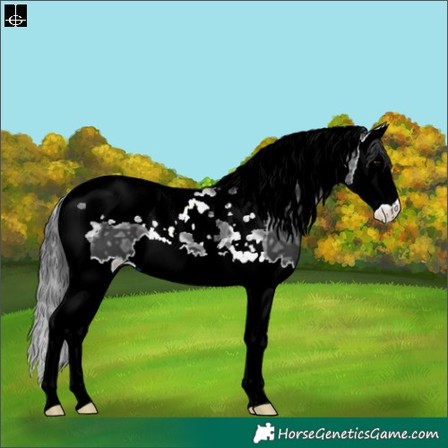 Horse Color:Black Ice Splash Tobiano 