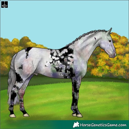 Horse Color:Nacre Black Ice Tobiano 
