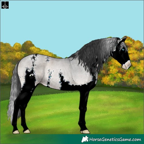 Horse Color:Blue Onyx Sabino Splash