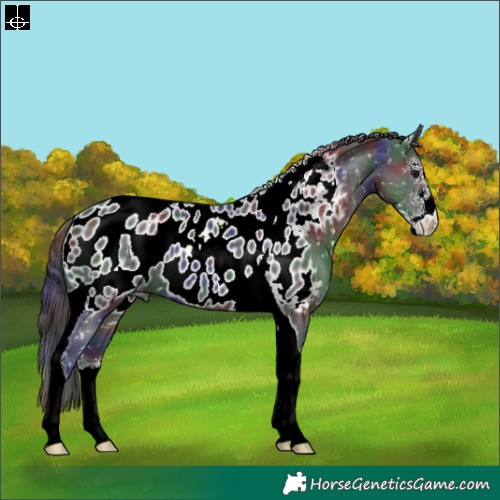 Horse Color:Nacre Black Sabino Tobiano Near Leopard
