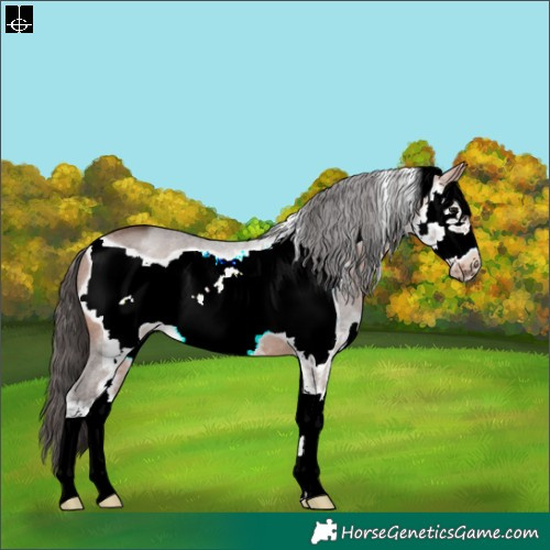 Horse Color:Bay Sabino Frame 