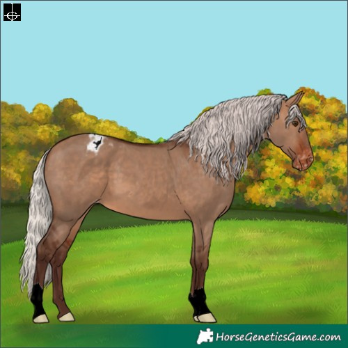 Horse Color:Silver Brown Dun Varnish