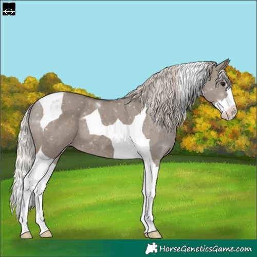 Horse Color:Silver Grullo Splash Tobiano Varnish Rabicano