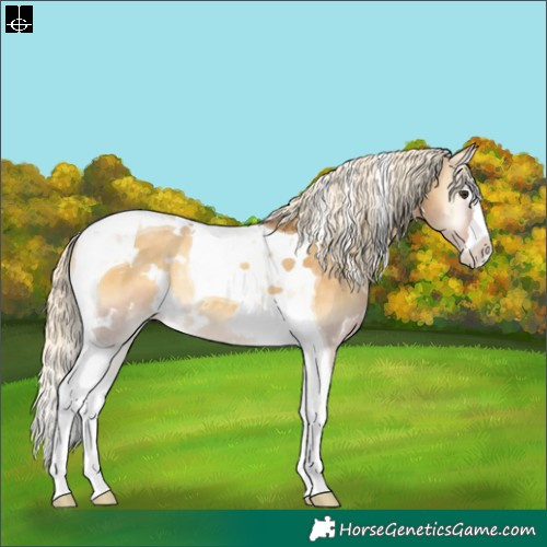 Horse Color:White Spotted Palomino Onyx Splash Tobiano Varnish Rabicano