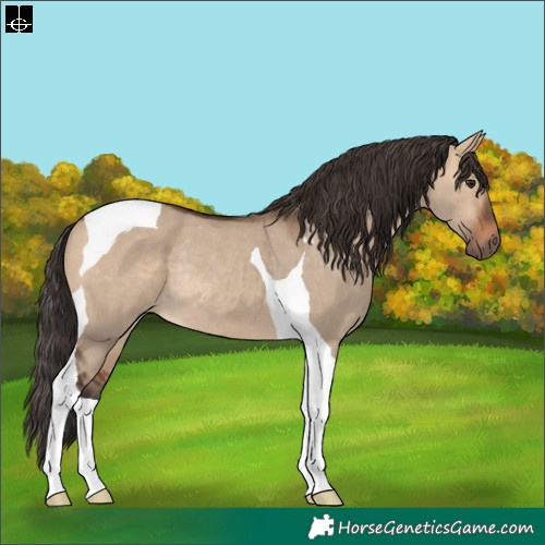 Horse Color:Bay Dun Tobiano Rabicano 