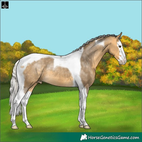Horse Color:Silver Buckskin Dun Splash Tobiano Varnish Rabicano