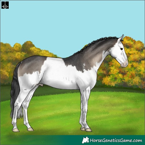 Horse Color:Blue Onyx Sabino Splash Rabicano