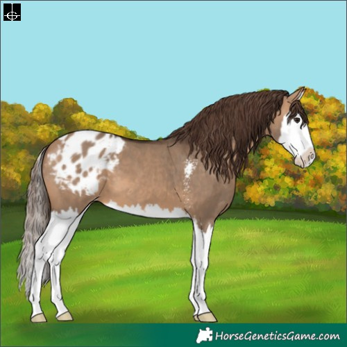 Horse Color:Bay Dun Sabino Splash Appaloosa 