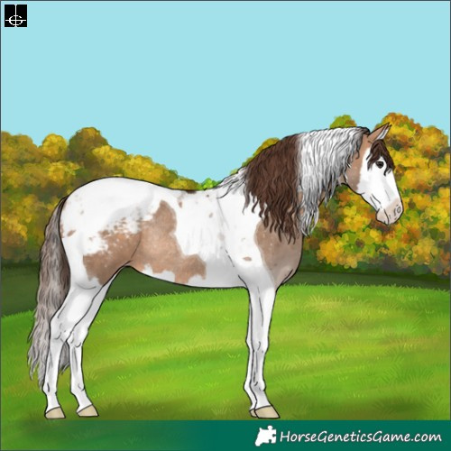 Horse Color:Bay Dun Splash Tobiano Appaloosa Rabicano