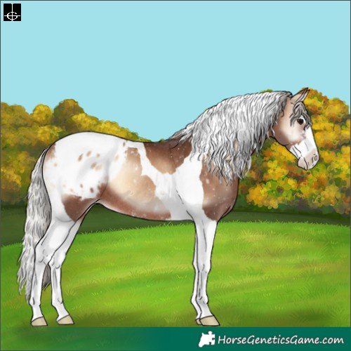 Horse Color:Silver Brown Onyx Sabino Splash Tobiano Appaloosa Rabicano