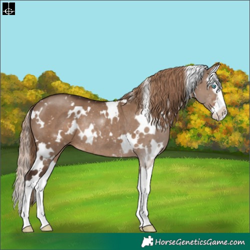 Horse Color:White Spotted Liver Red Dun Splash Rabicano 