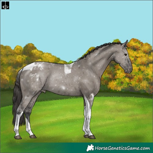 Horse Color:Grullo Tobiano Varnish Rabicano