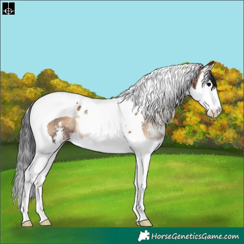 Horse Color:Brown Onyx Sabino Splash Tobiano Appaloosa Rabicano