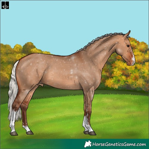 Horse Color:Silver Bay Dun Sabino Varnish 
