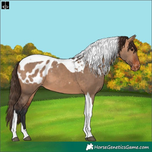 Horse Color:Bay Dun Tobiano Appaloosa