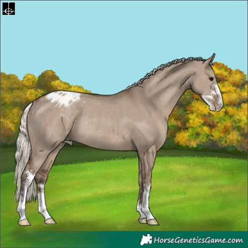 Horse Color:Silver Grullo Sabino Blanket Rabicano 