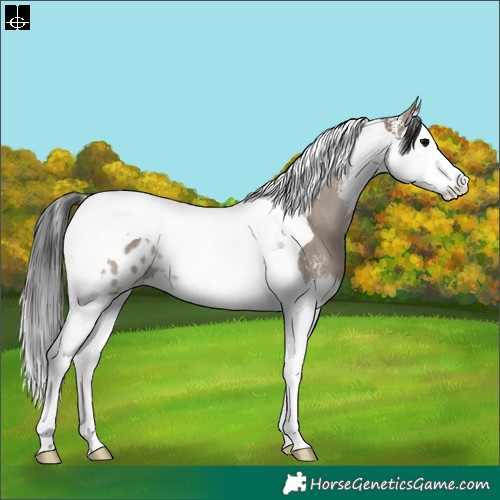 Horse Color:Grullo Onyx Sabino Splash Tobiano Appaloosa Rabicano