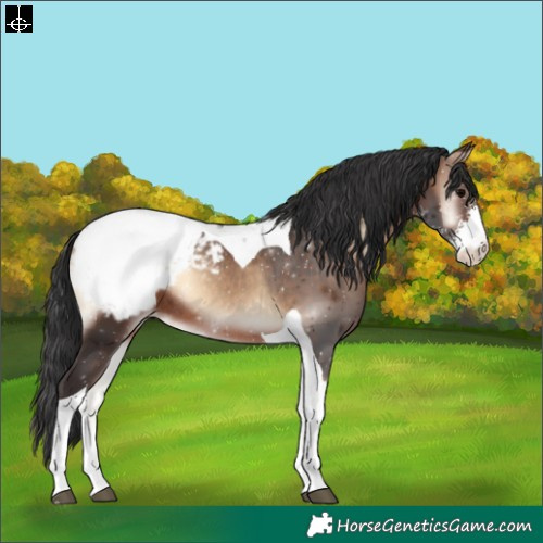 Horse Color:Brown Onyx Sabino Tobiano Appaloosa Rabicano