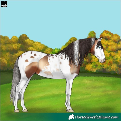 Horse Color:Bay Onyx Splash Tobiano Appaloosa 