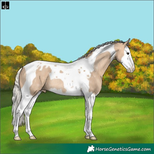 Horse Color:Silver Bay Dun Splash Tobiano Blanket Rabicano 