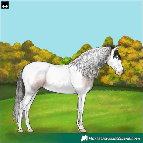 Horse Color:Bay Roan Onyx Splash Tobiano Appaloosa Rabicano 