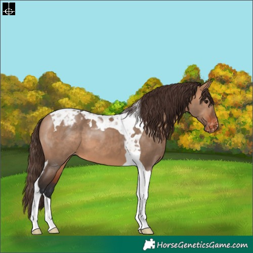 Horse Color:Bay Dun Tobiano Appaloosa 