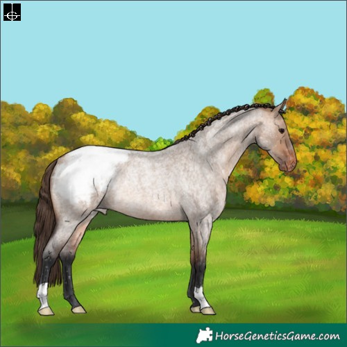 Horse Color:Bay Roan Dun Snowcap Rabicano 