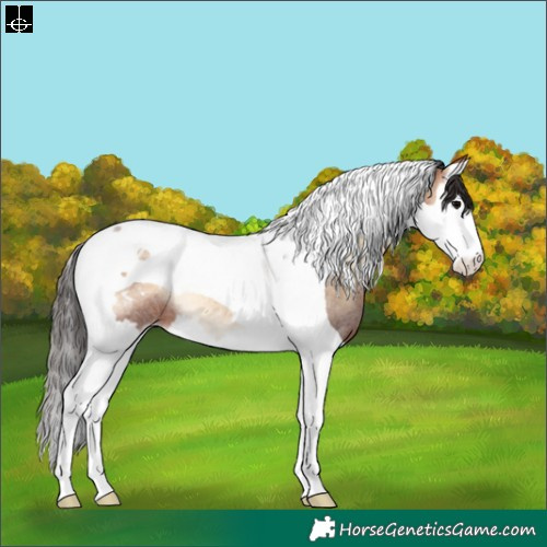 Horse Color:Bay Roan Onyx Splash Tobiano Appaloosa Rabicano