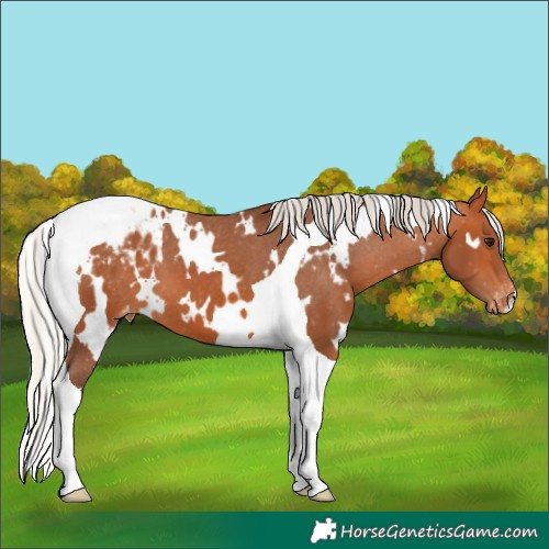 Horse Color:White Spotted Silver Bay Tobiano Varnish