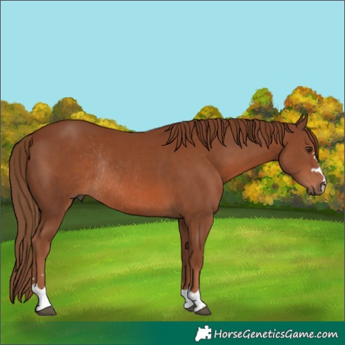 Horse Color:Chestnut Rabicano
