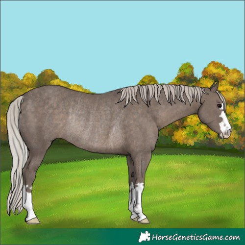 Horse Color:Silver Black Rabicano 