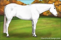 Horse Color:Black Frame Appaloosa Rabicano 