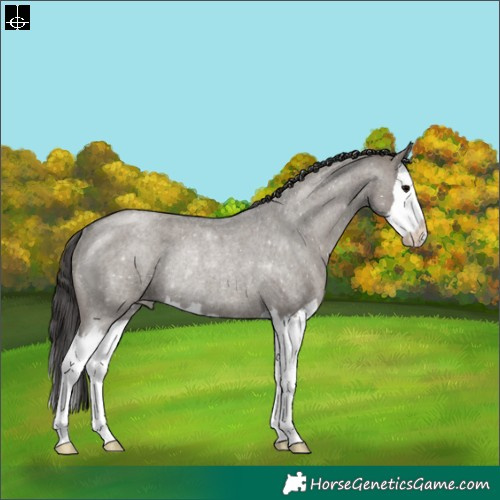 Horse Color:Grullo Roan Splash Appaloosa Rabicano
