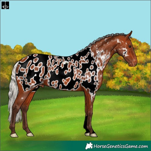 Horse Color:Silver Bay Appaloosa 