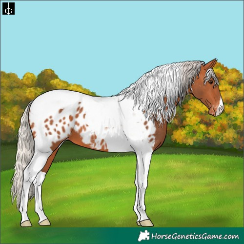 Horse Color:Silver Bay Tobiano Appaloosa 